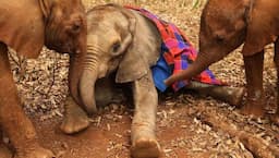 <p>© THE DSWT / Barcroft Media via Getty Images / Barcroft Media via Getty Images</p>

