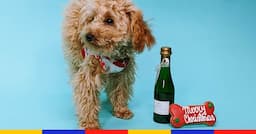On a fait goûter le “champagne pour chiens” à la mascotte de la rédaction